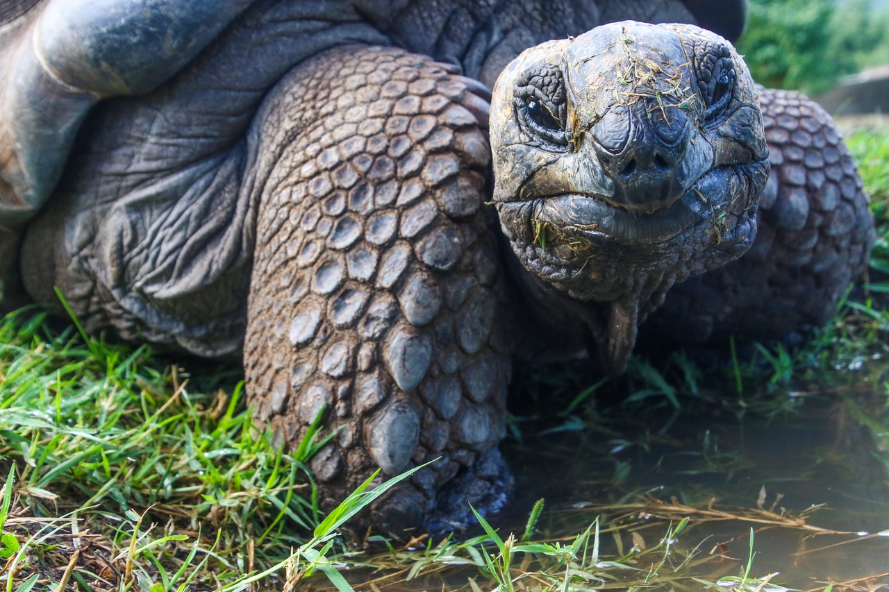 tortoise slow